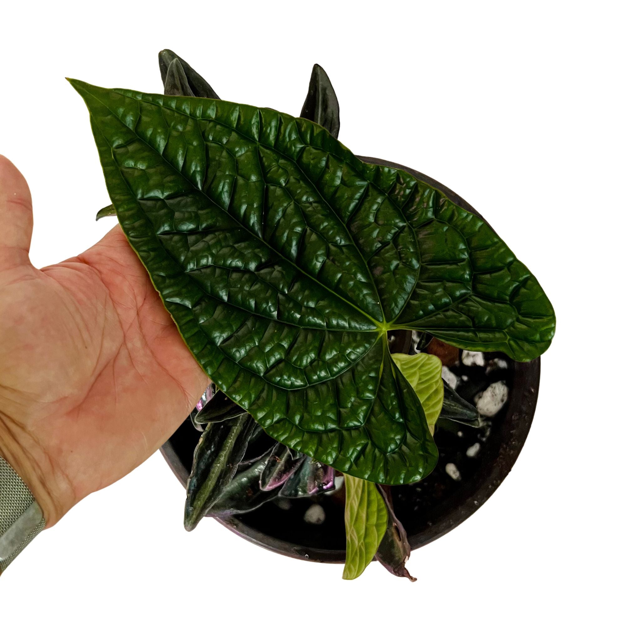 Anthurium Luxurians in 6" pot