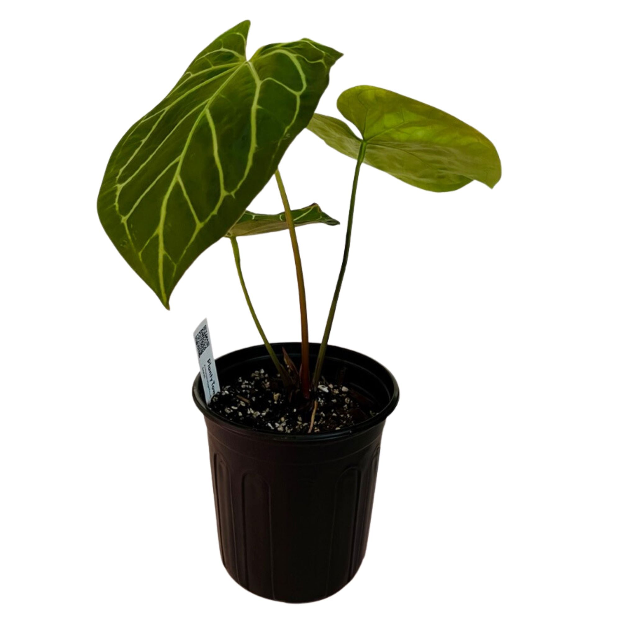 Anthurium Magnificum in 1/2 Gallon pot