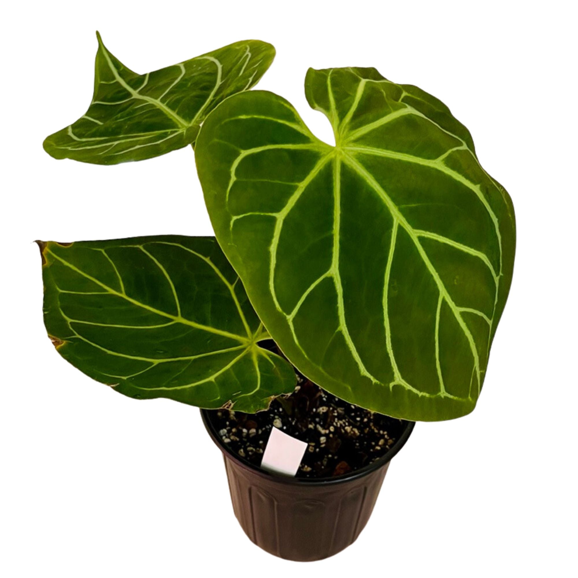 Anthurium Magnificum in 1/2 Gallon pot