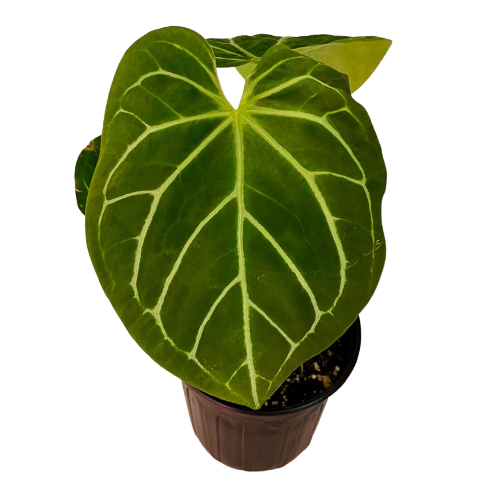Anthurium Magnificum in 1/2 Gallon pot