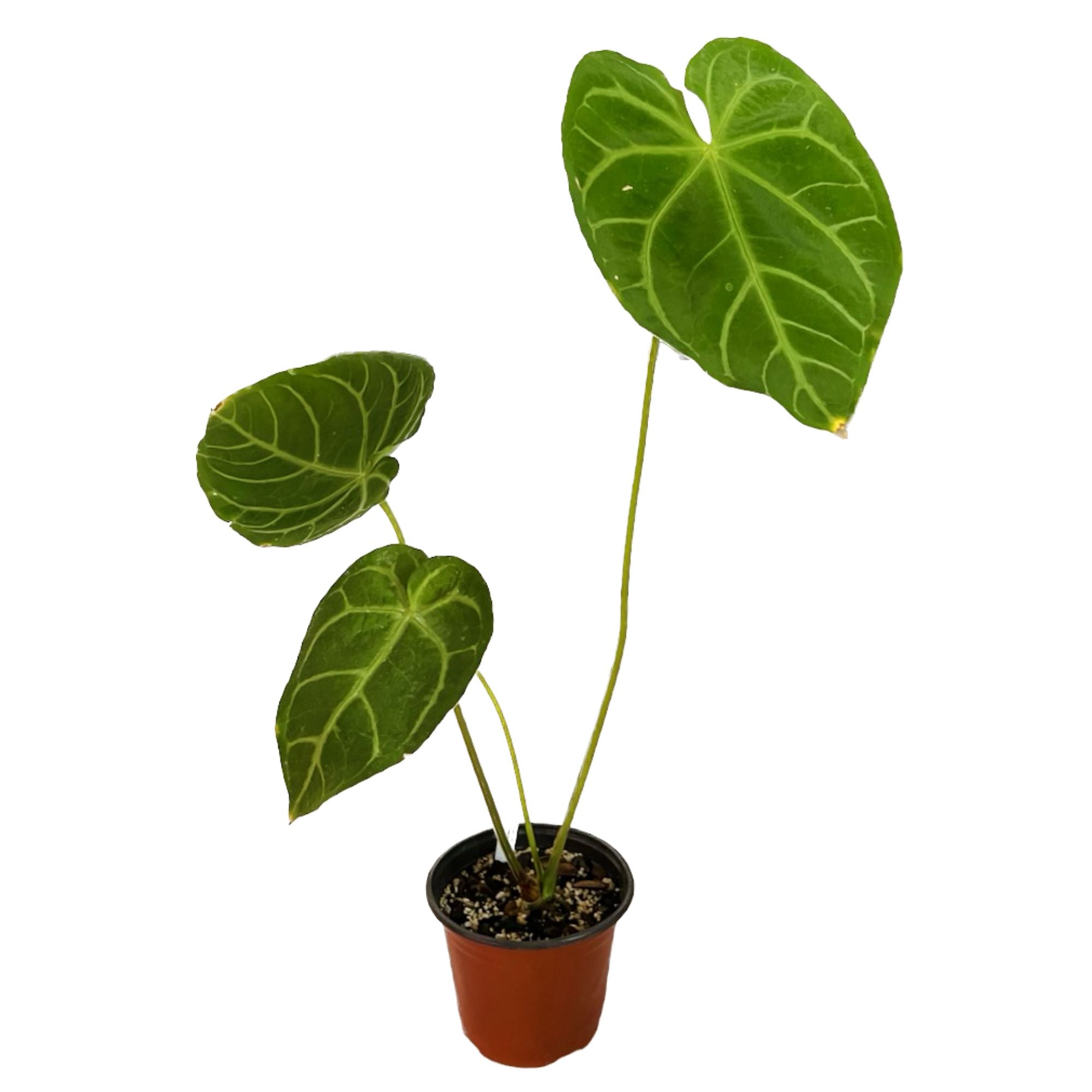 Anthurium Magnificum in 6" pot