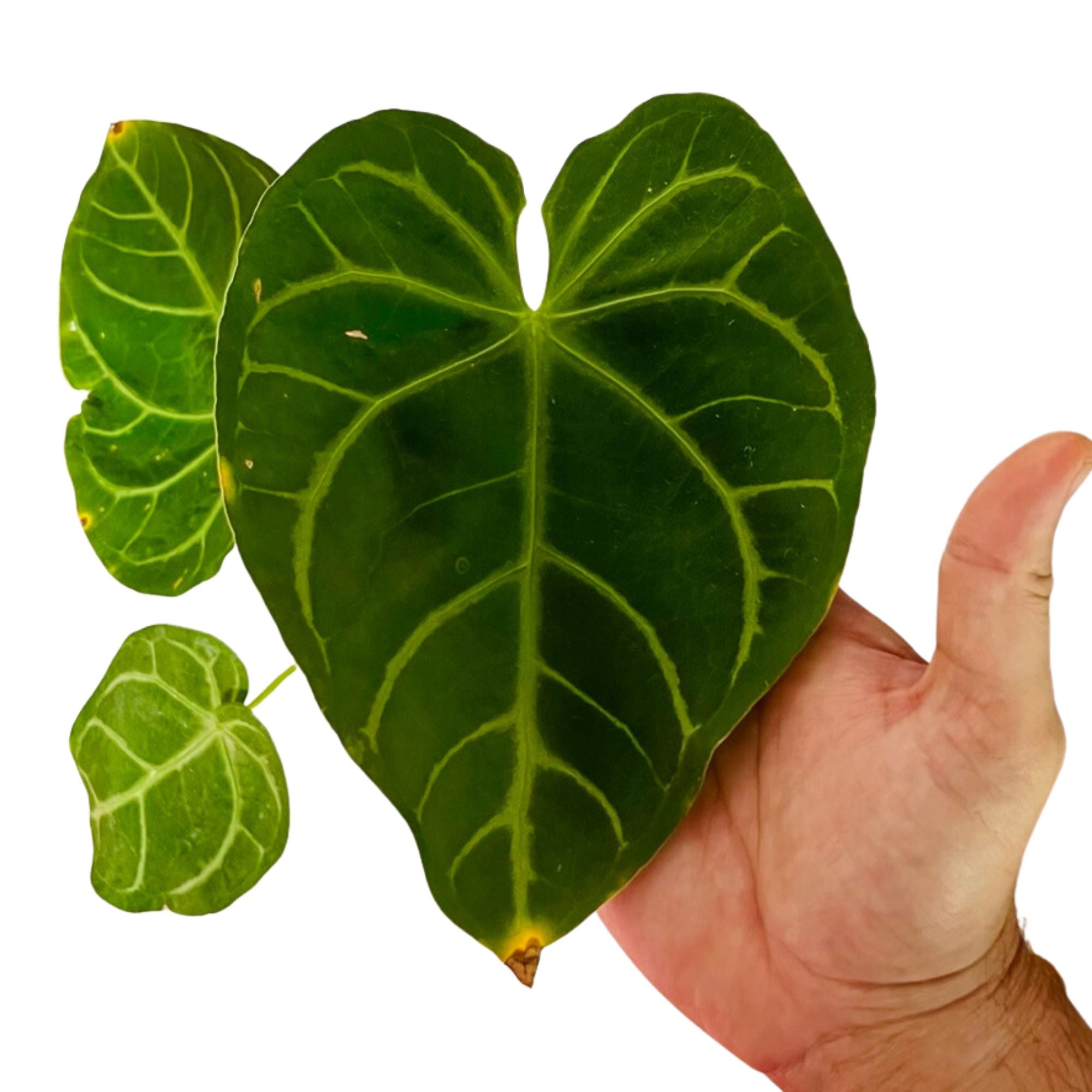 Anthurium Magnificum in 6" pot