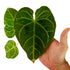 Anthurium Magnificum in 6" pot