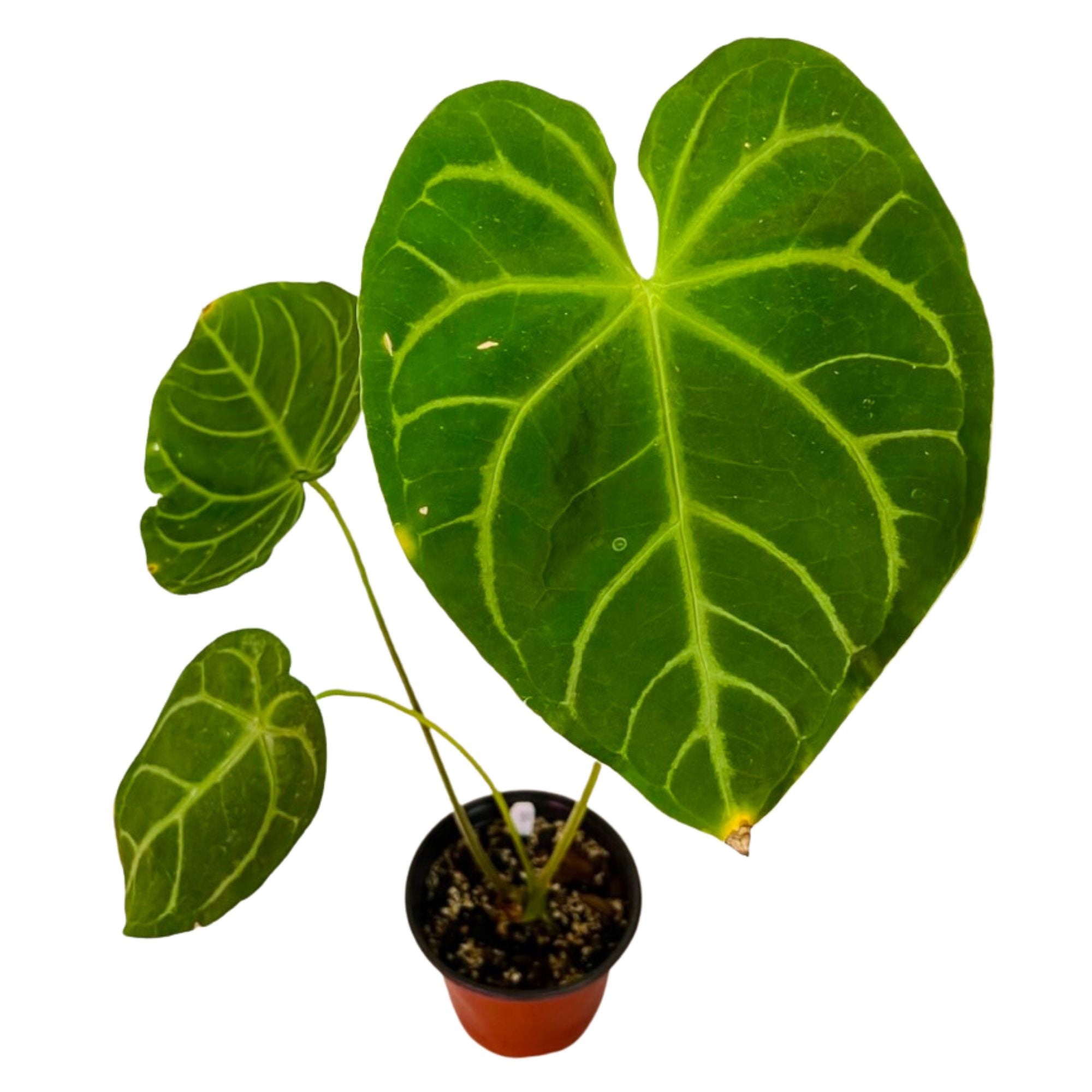 Anthurium Magnificum in 6" pot