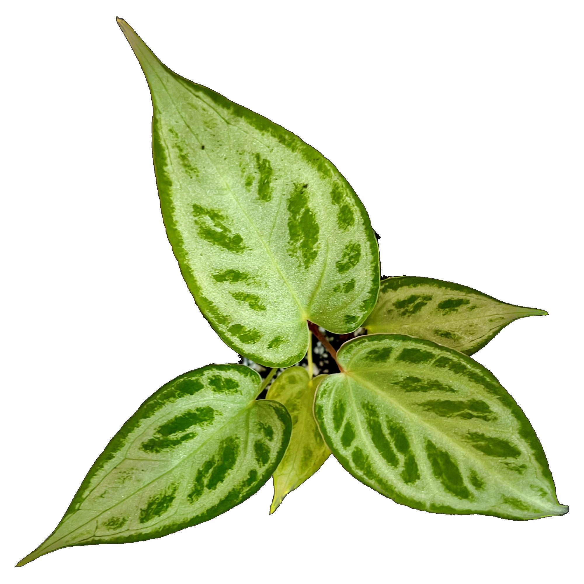 Anthurium Silver Blush in 4" pot