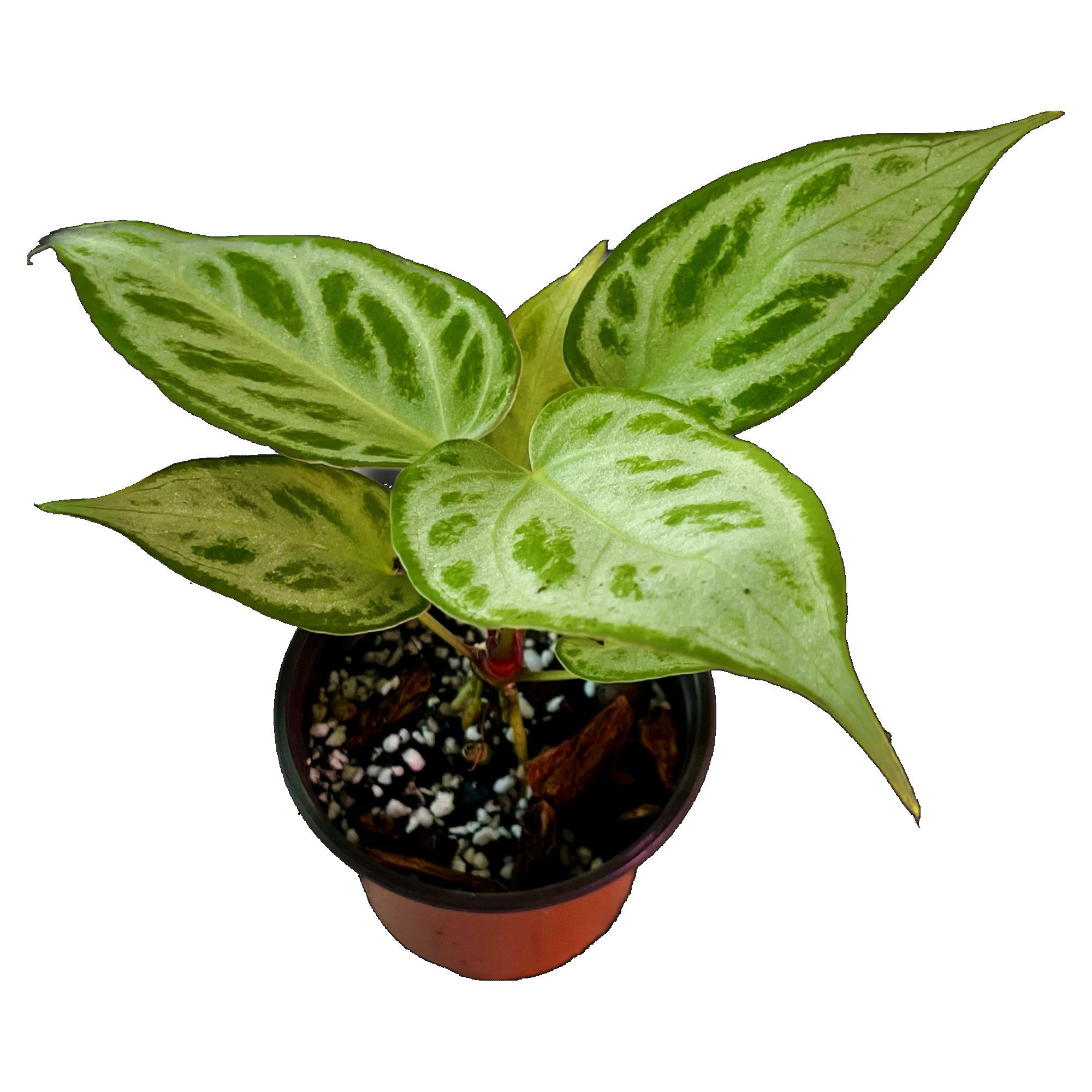 Anthurium Silver Blush in 4" pot