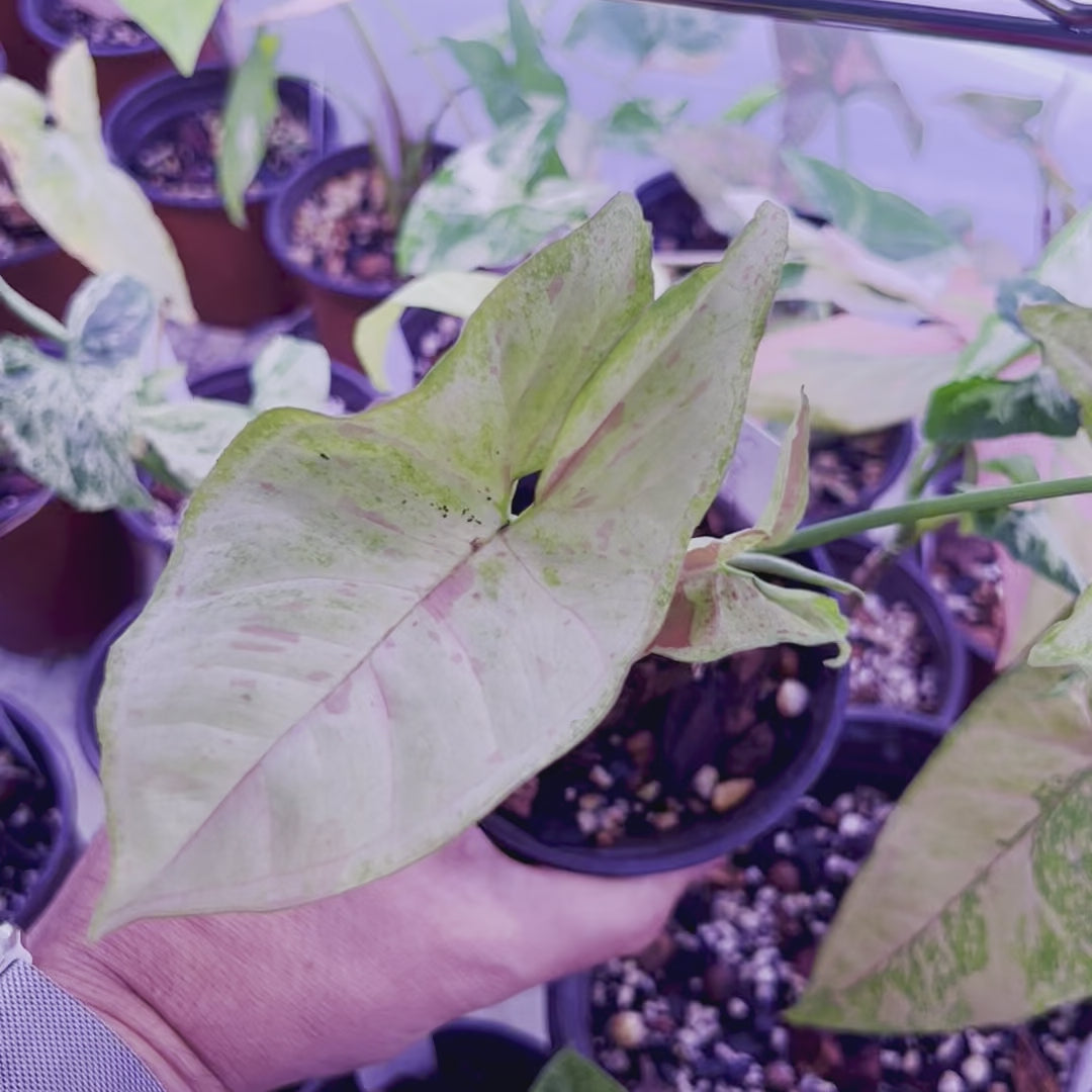 Syngonium Confetti - Small