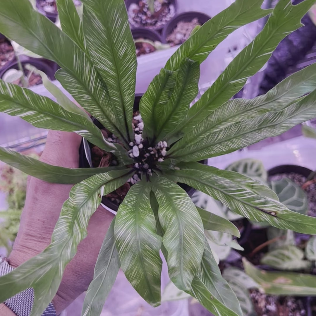 Variegated Birds Nest Fern - Small