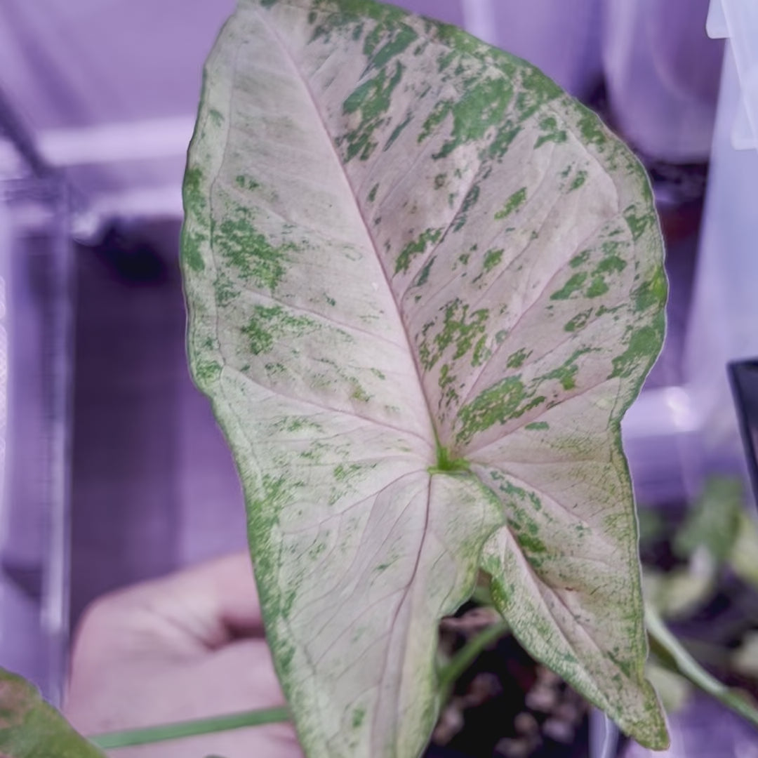 Syngonium Rosa Moteado - Mediano