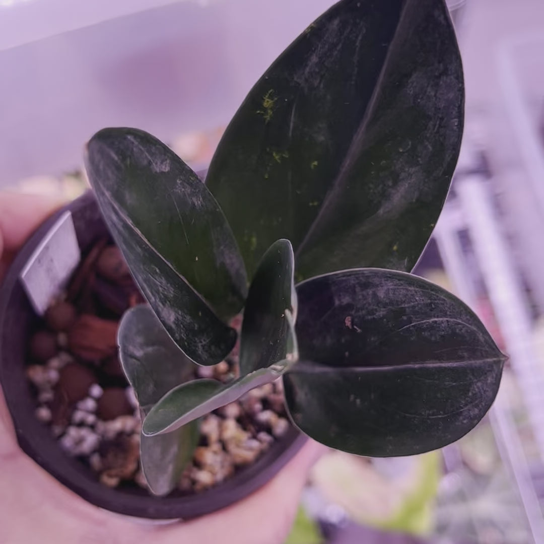 Scindapsus Treubii Dark - Small