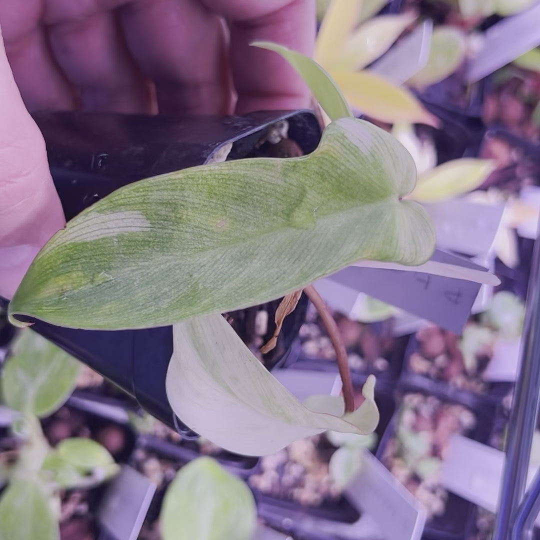 Philodendron Florida Ghost - Iniciador