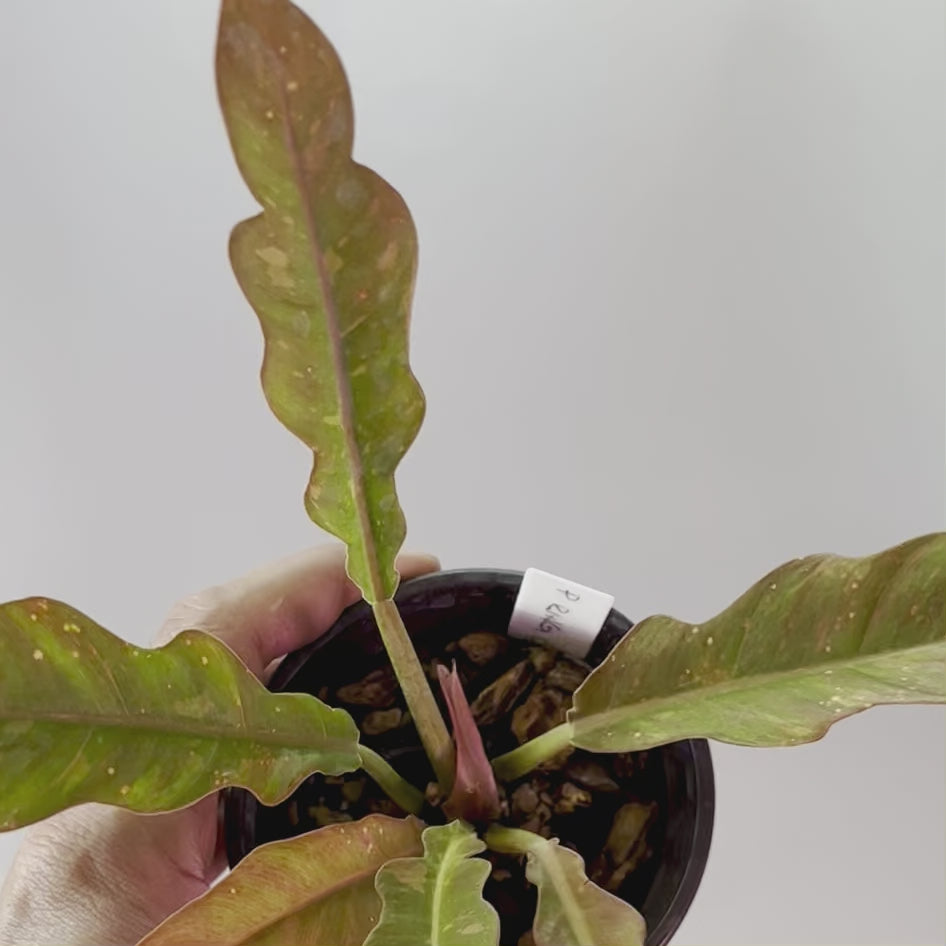 Philodendron Ring of Fire - Small