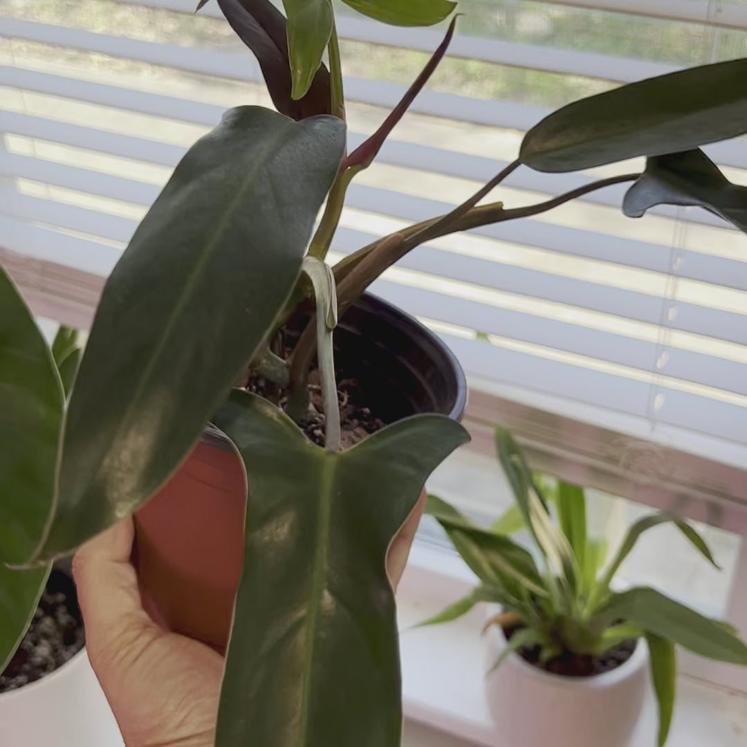 Philodendron Mexicanum - Medium