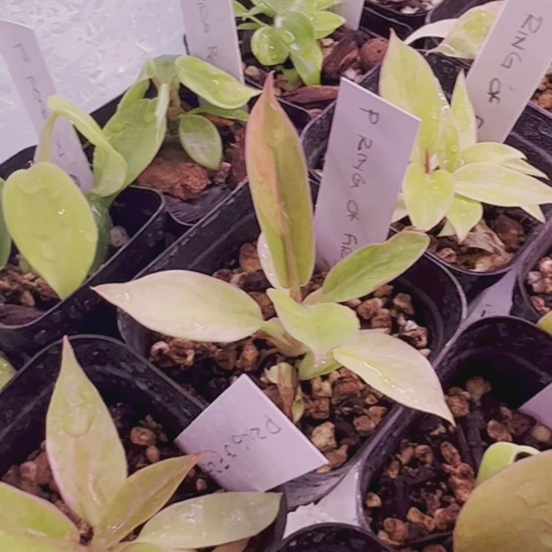 Philodendron Ring of Fire - Starter