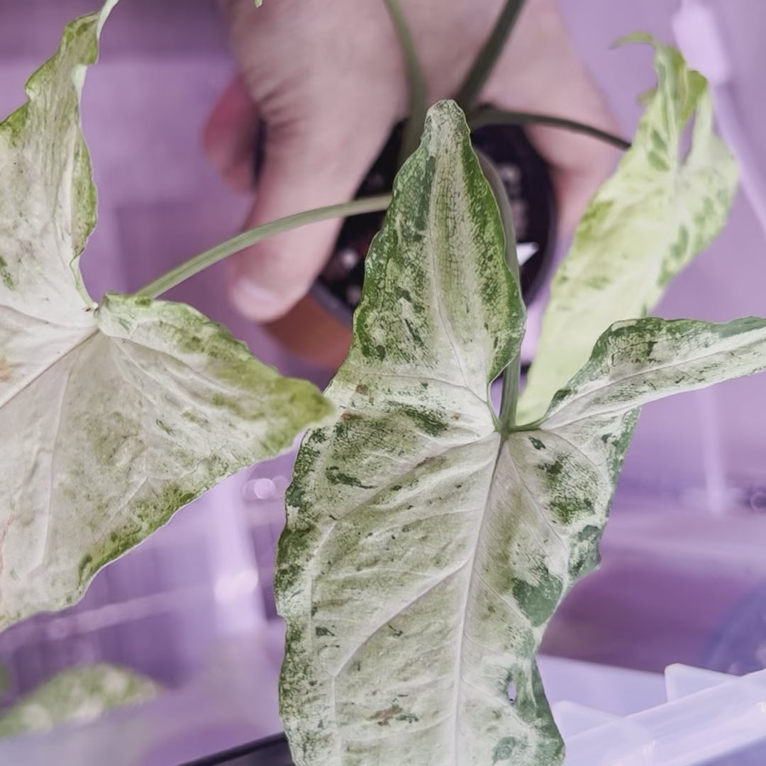 Syngonium Green Freckles - Small