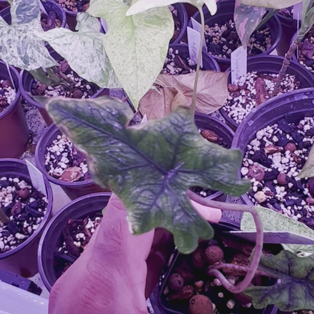 Alocasia Jacklyn - Iniciador