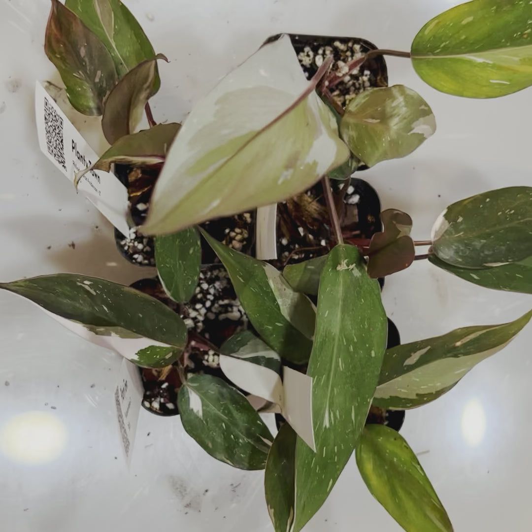 Philodendron Red Anderson - Starter