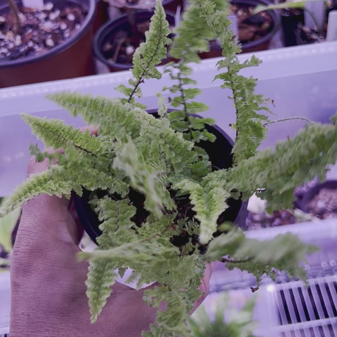 Cotton Candy Fern - Small