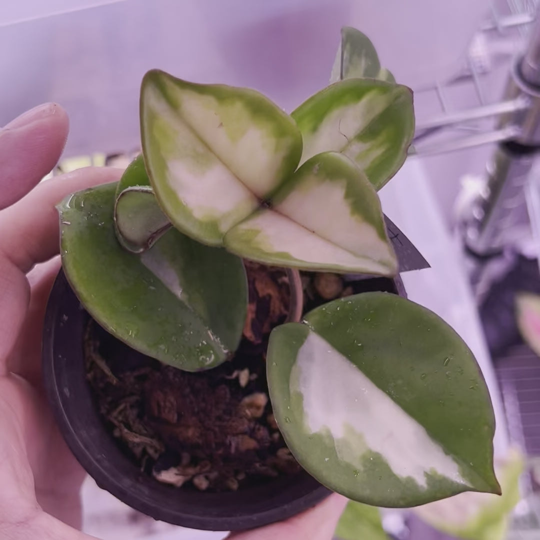 Hoya Exotica - Small