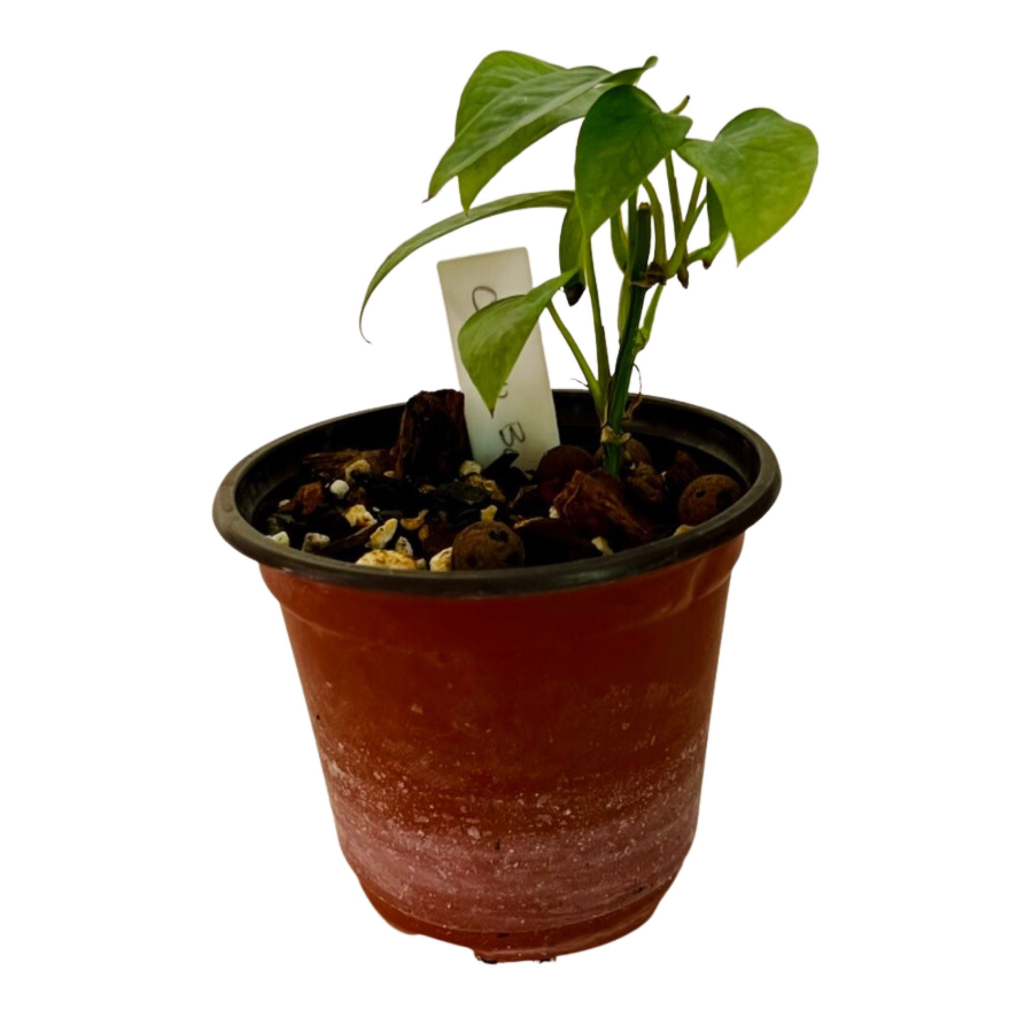 Cebu Blue Pothos in 4" pot