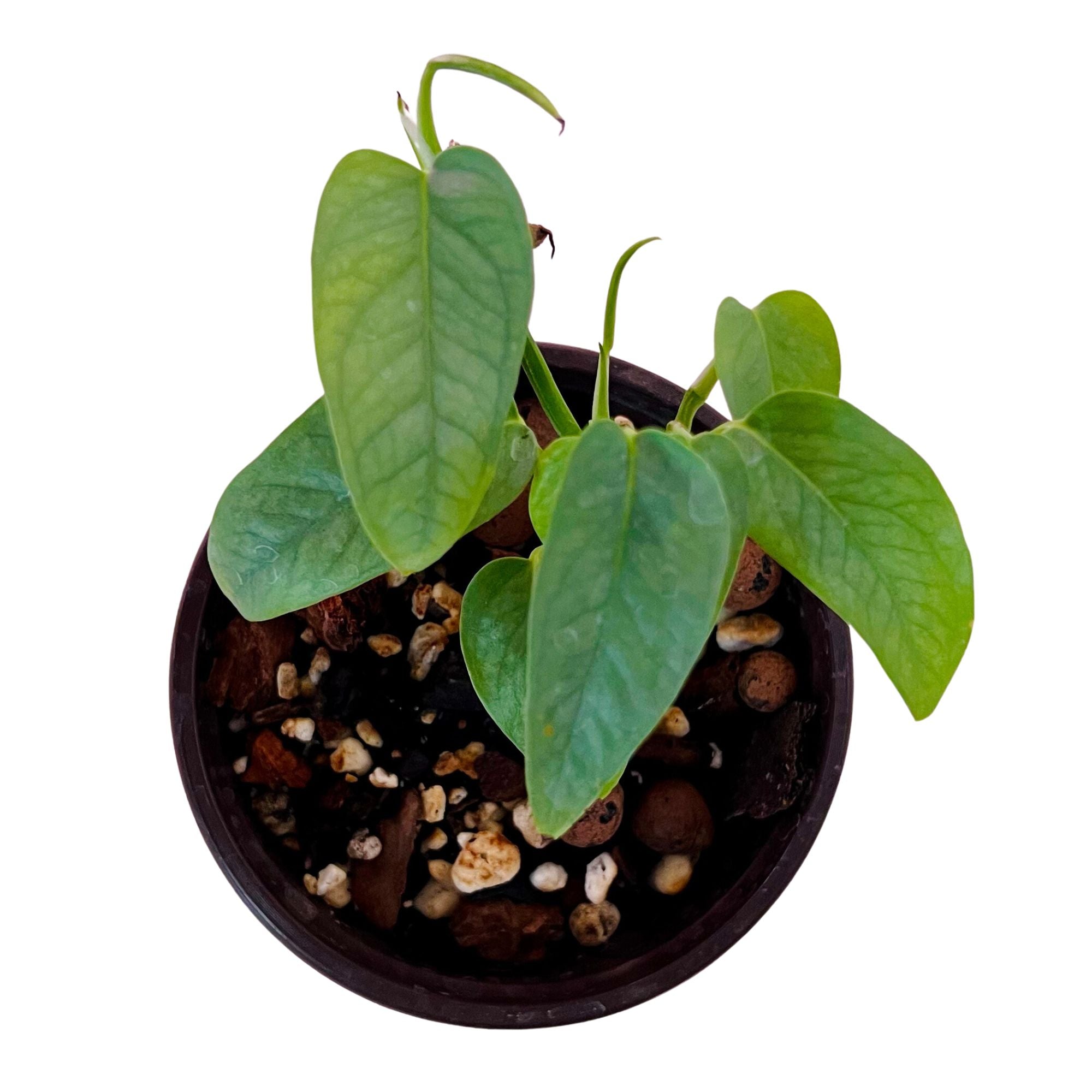 Cebu Blue Pothos in 4" pot