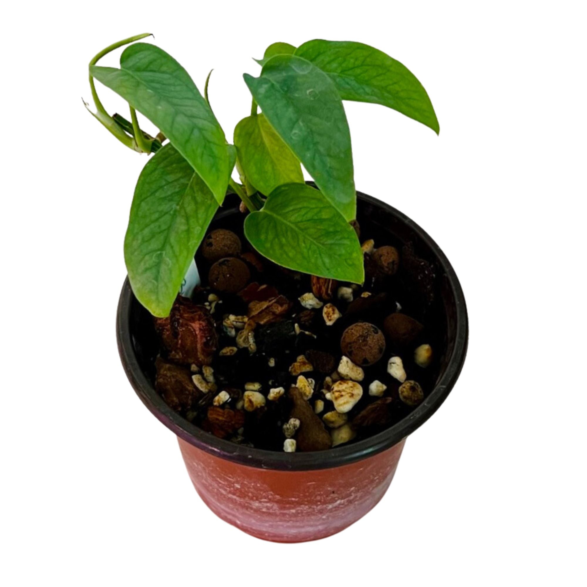 Cebu Blue Pothos in 4" pot