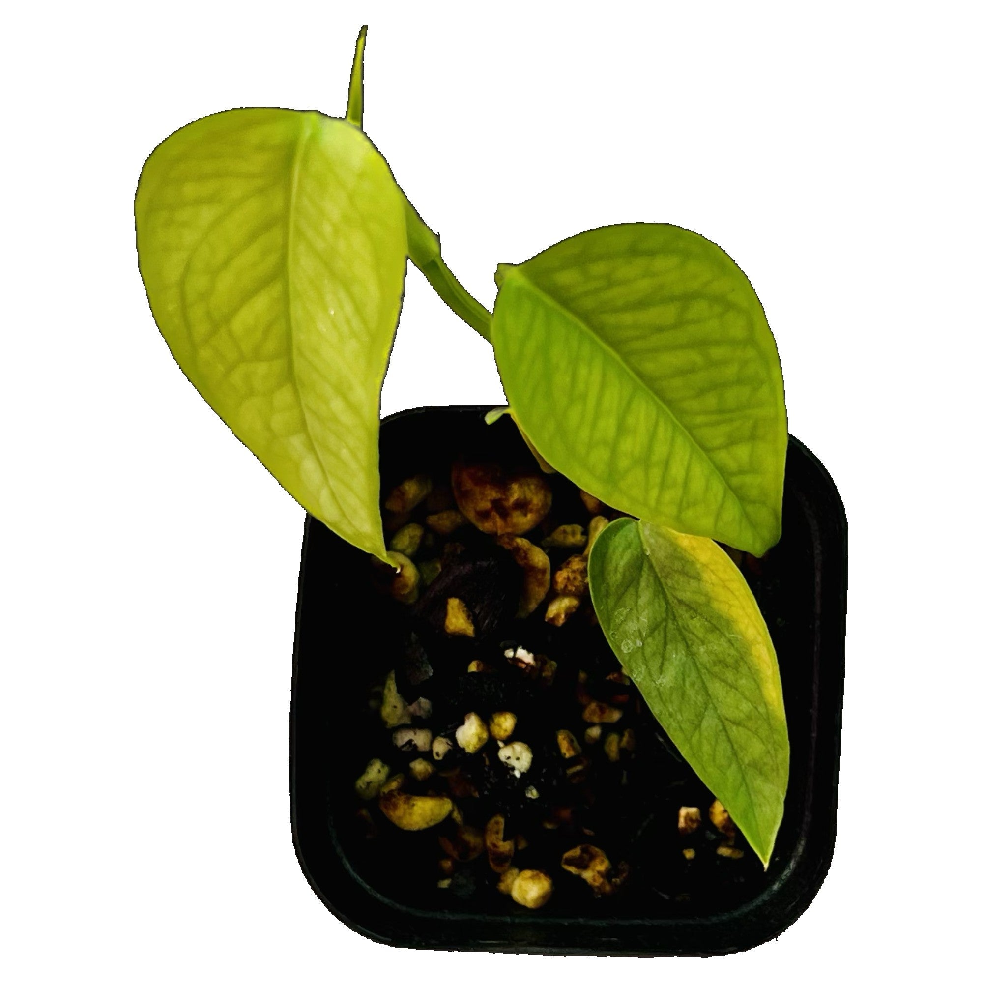Cebu Blue Pothos in 2" pot