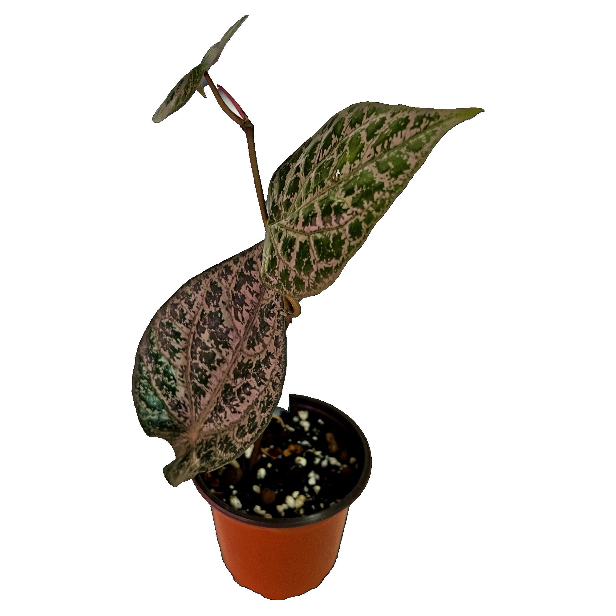 Celebes Pepper (Piper Crocatum) in 4" pot