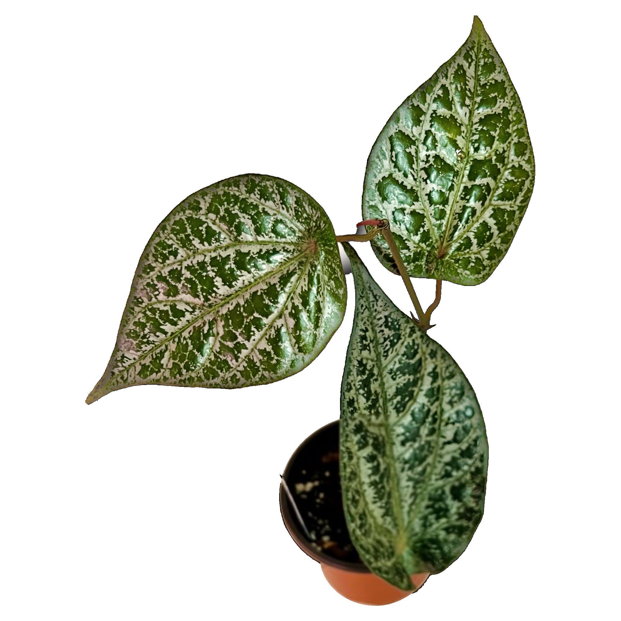 Celebes Pepper (Piper Crocatum) in 4" pot