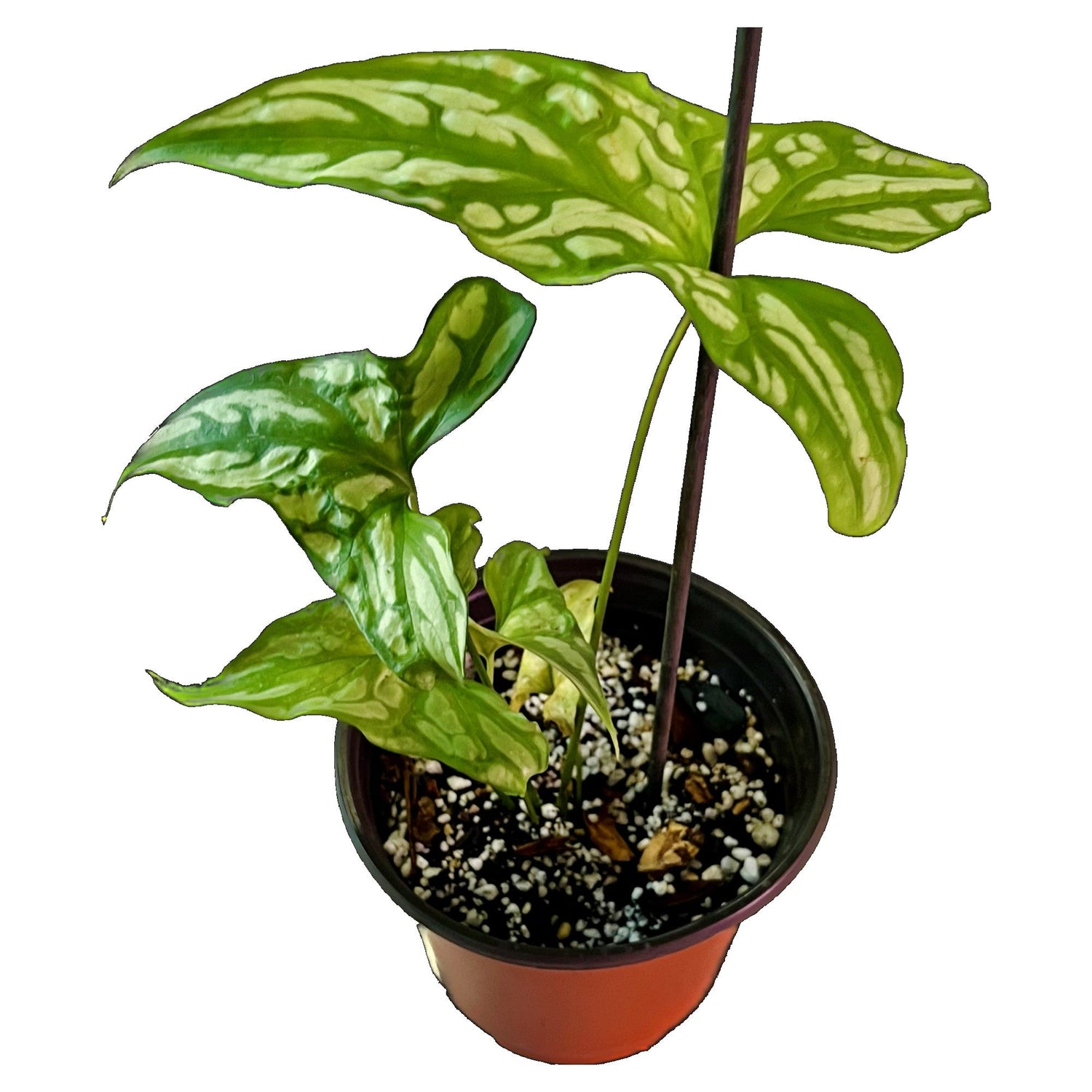 Cercestis Mirabilis in 6" pot