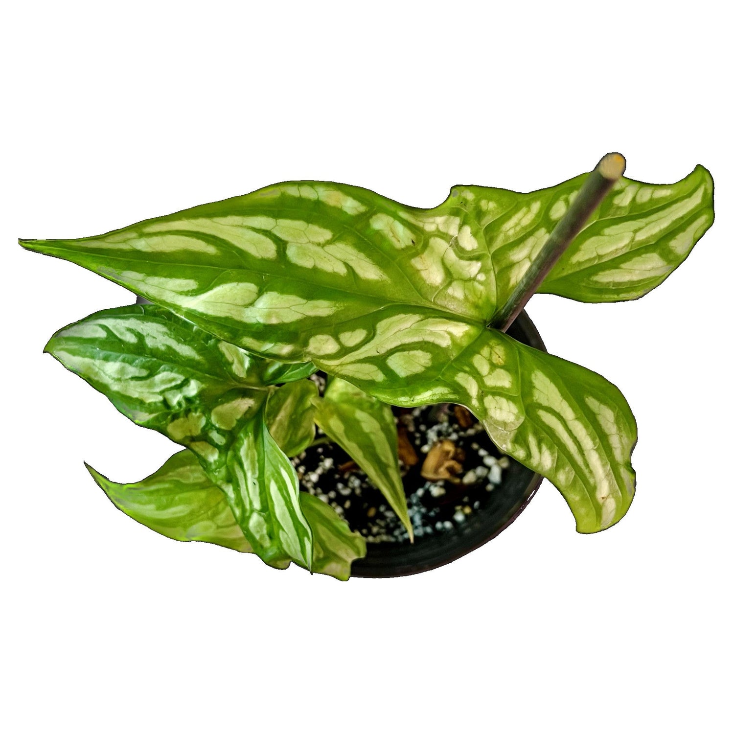 Cercestis Mirabilis in 6" pot