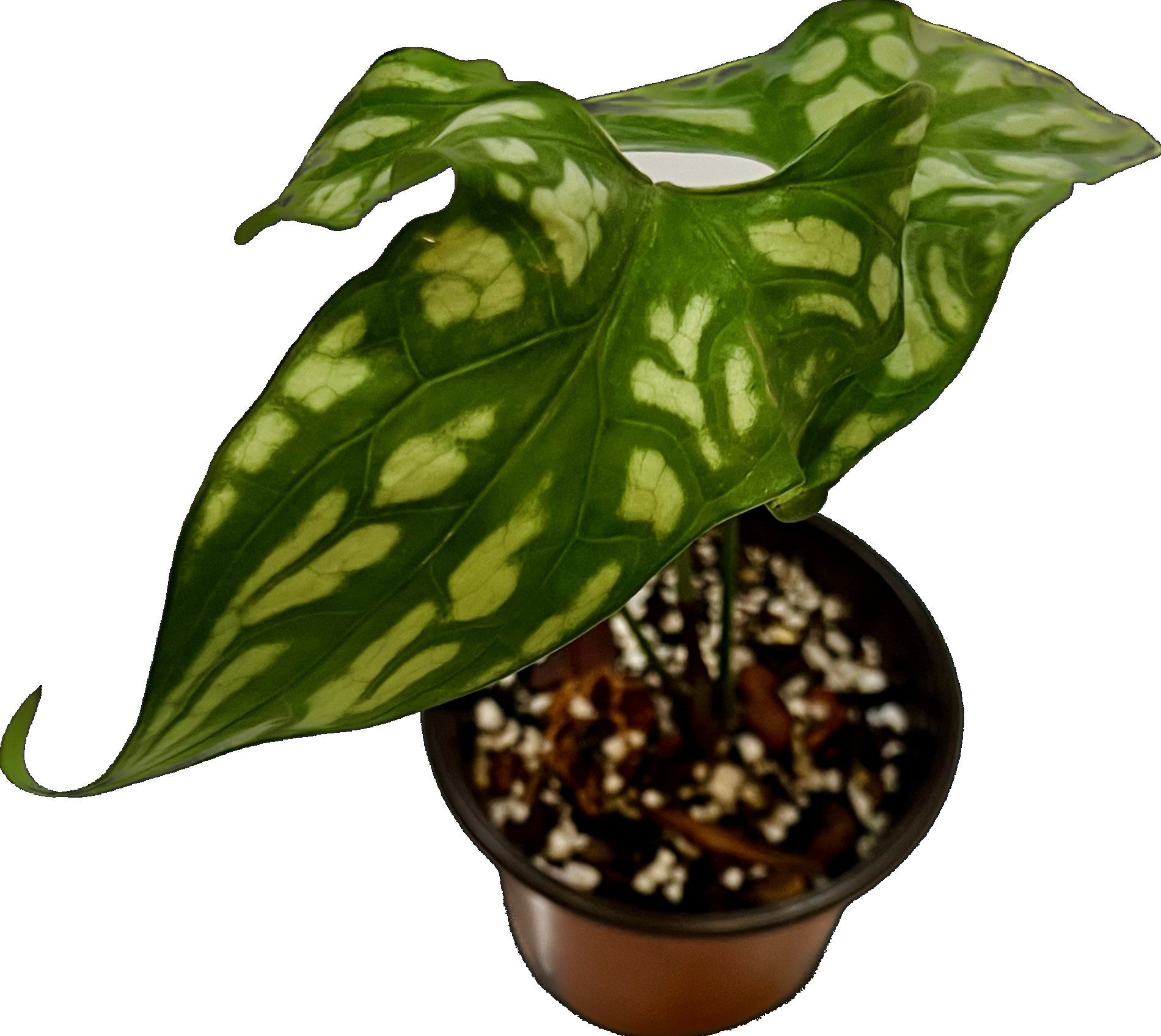 Cercestis Mirabilis in 4" pot