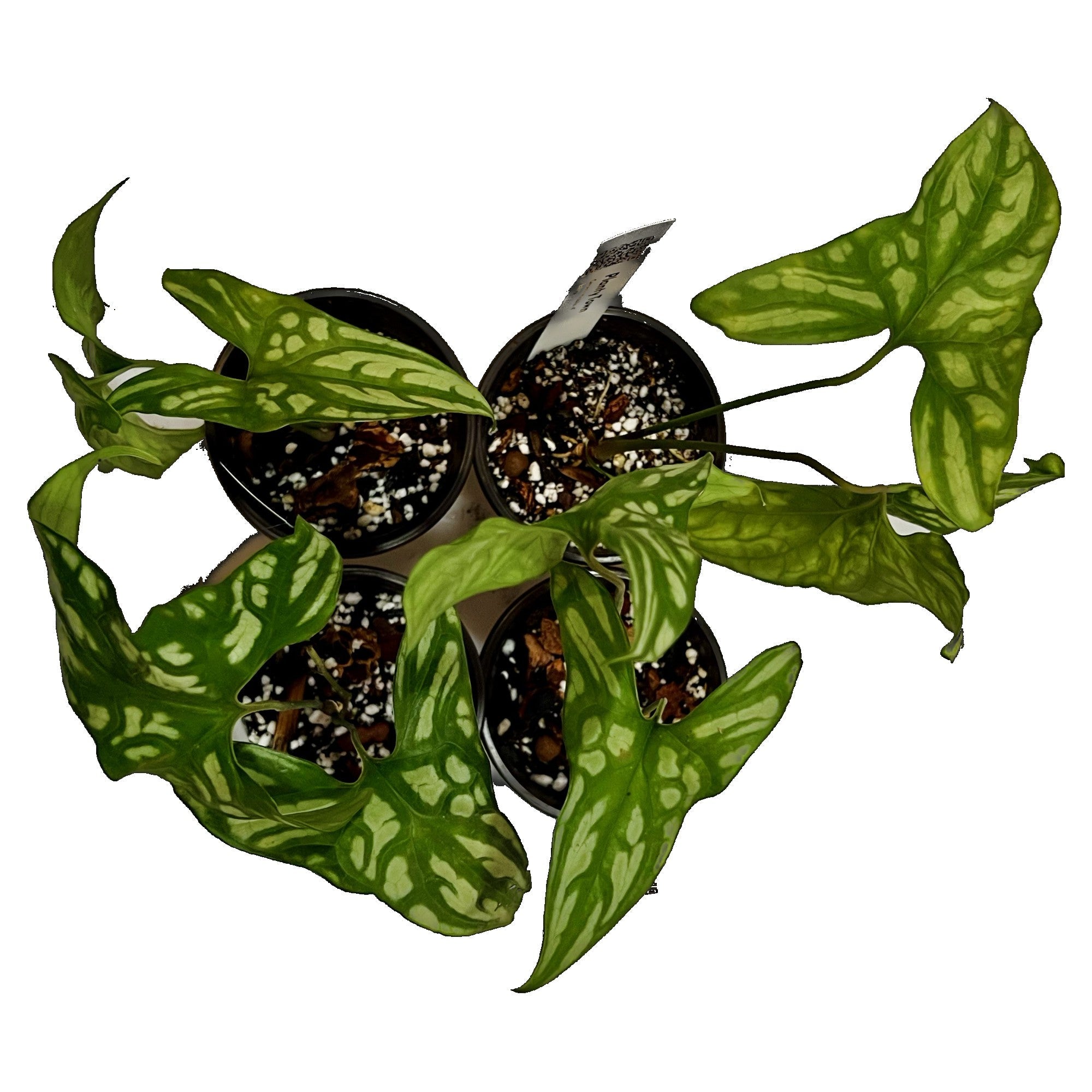 Cercestis Mirabilis in 4" pot