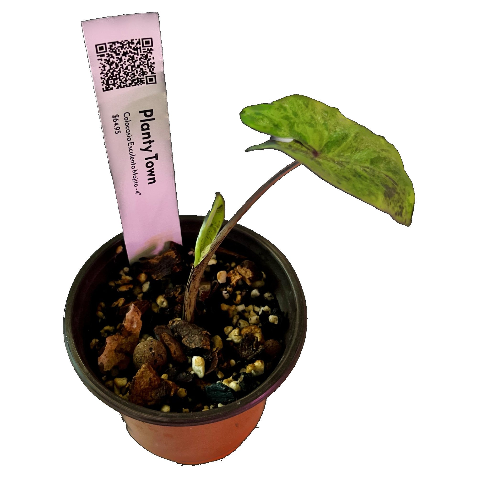 Colocasia Esculenta Mojito in 4" pot