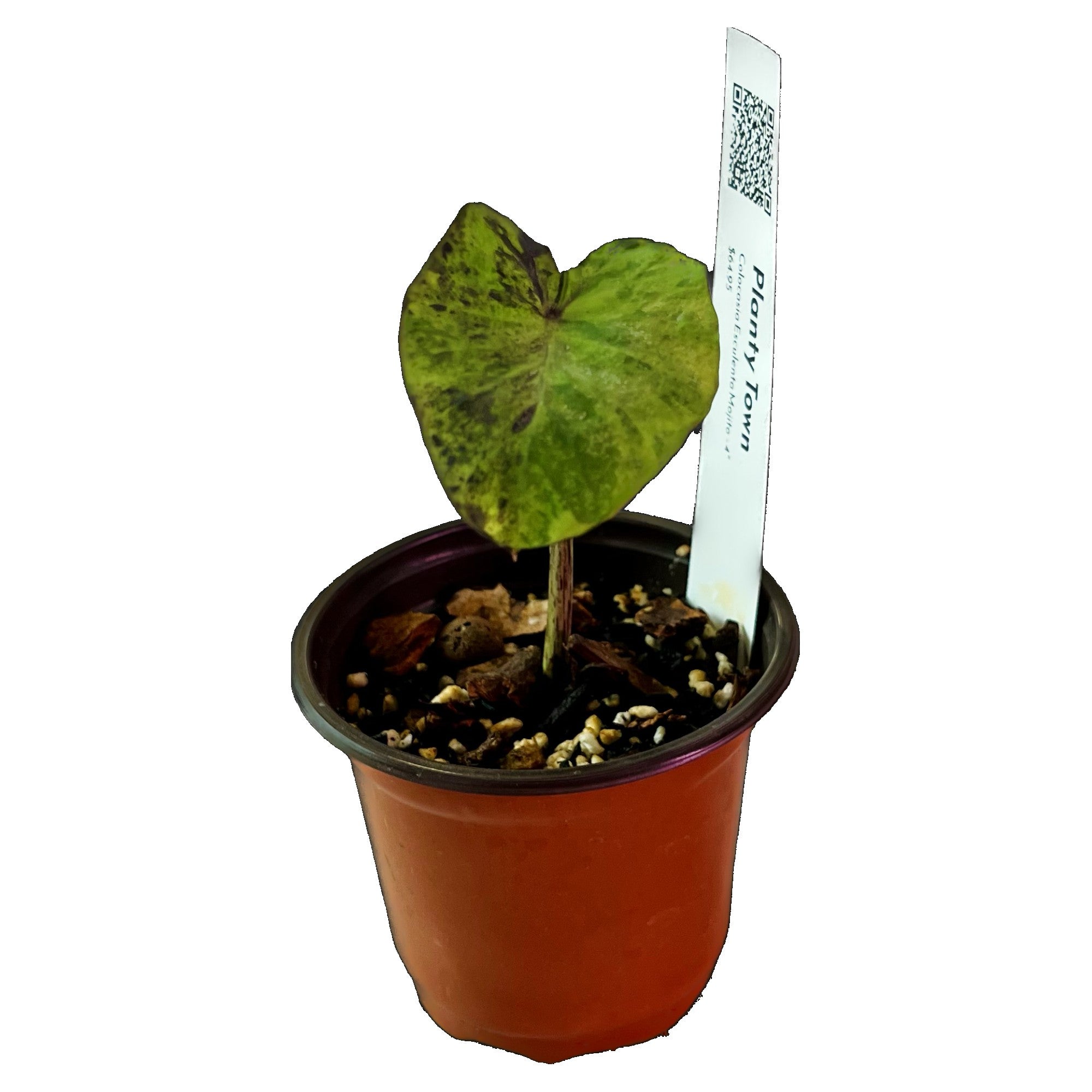 Colocasia Esculenta Mojito in 4" pot