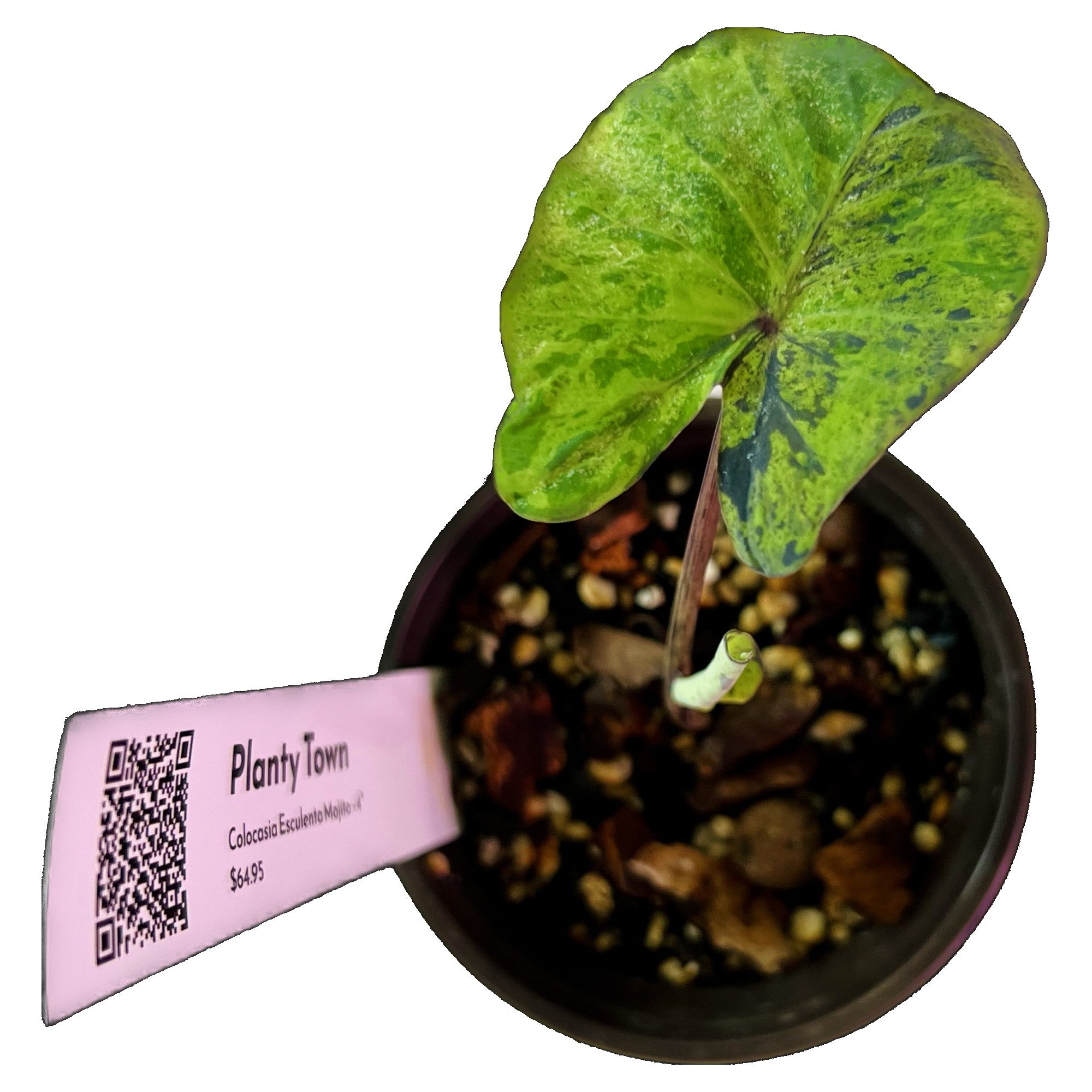 Colocasia Esculenta Mojito in 4" pot