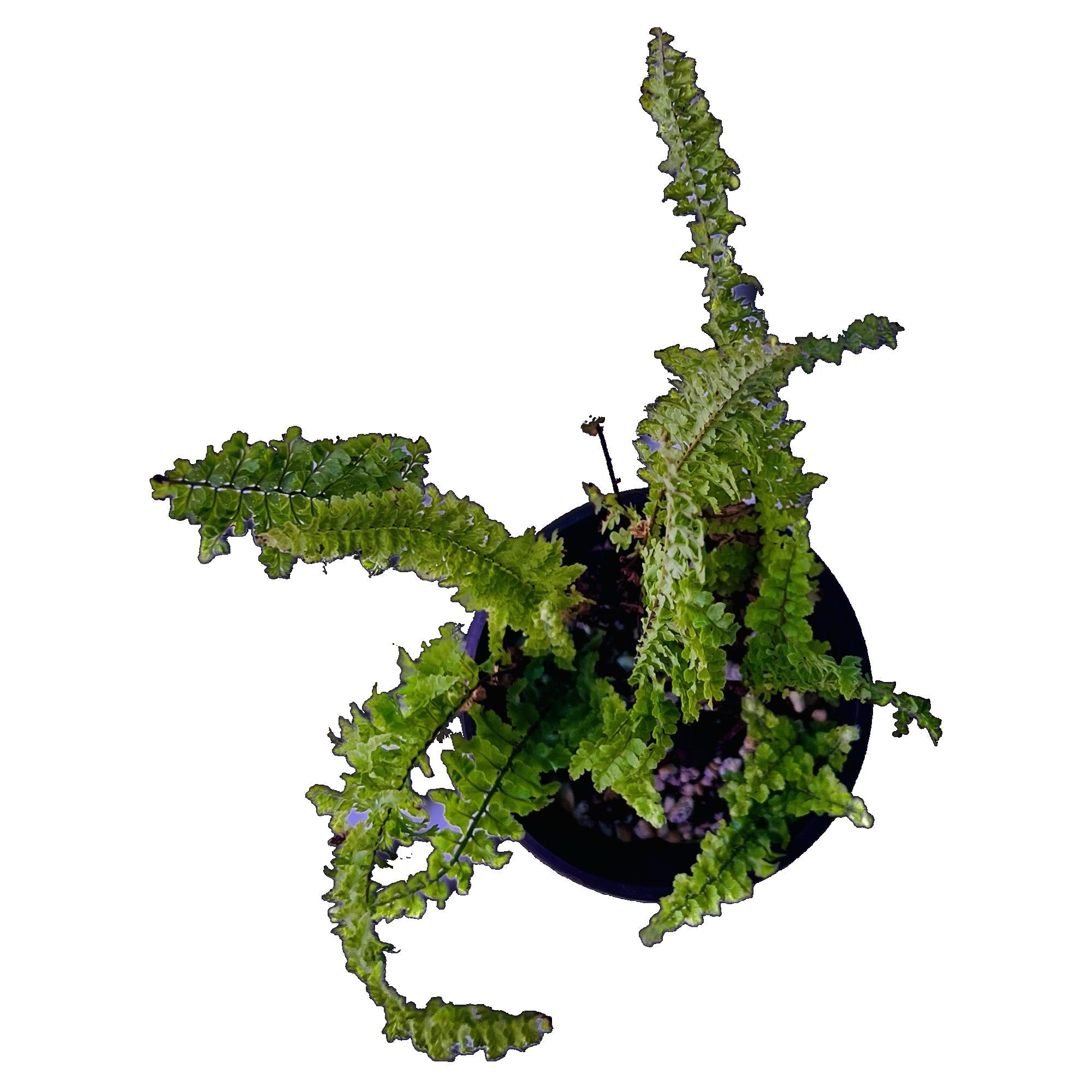 Cotton Candy Fern in 4" pot