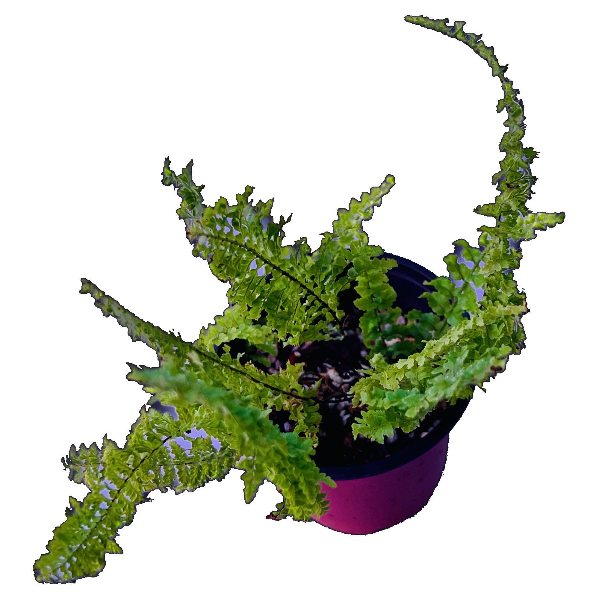 Cotton Candy Fern in 4" pot