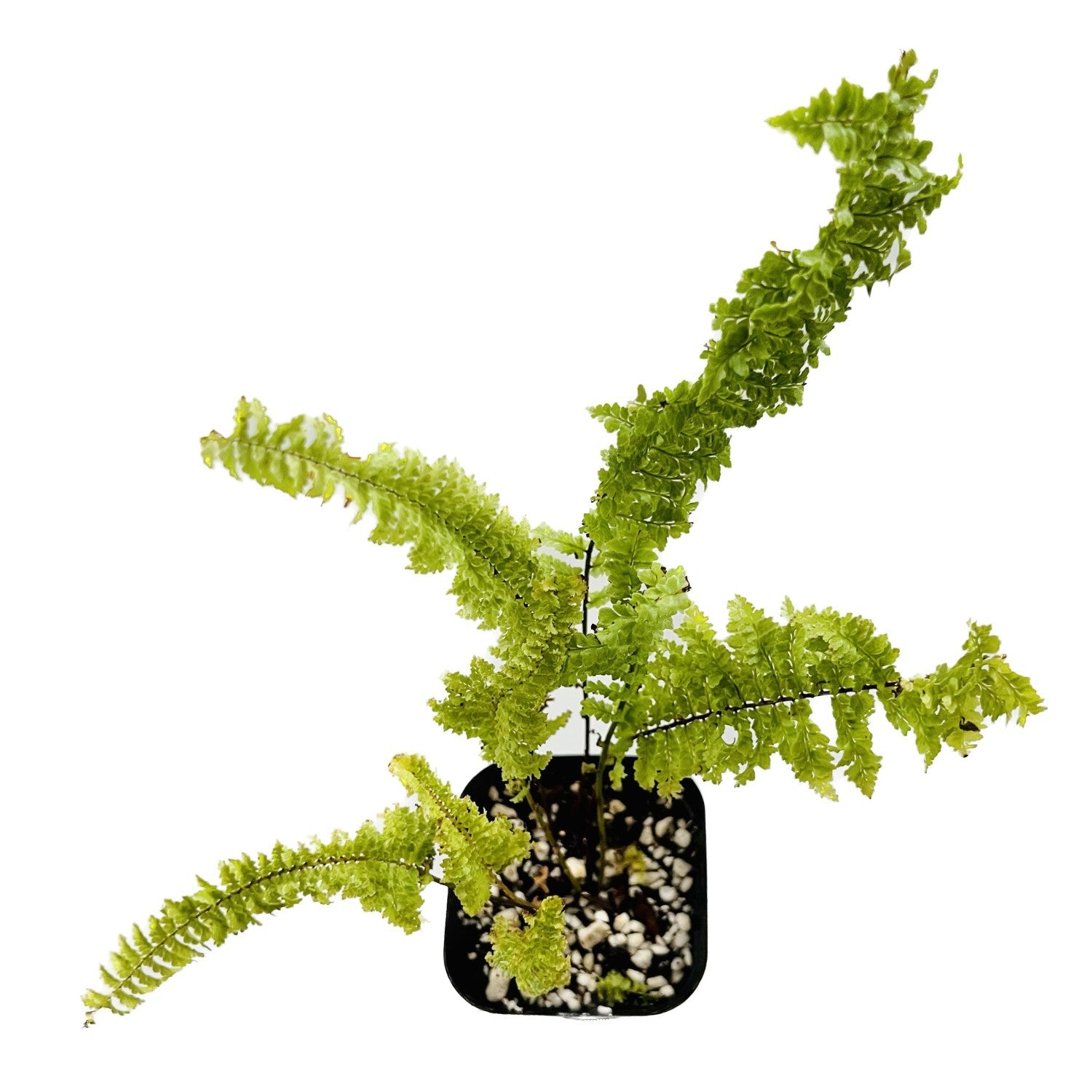 Cotton Candy Fern in 2" pot