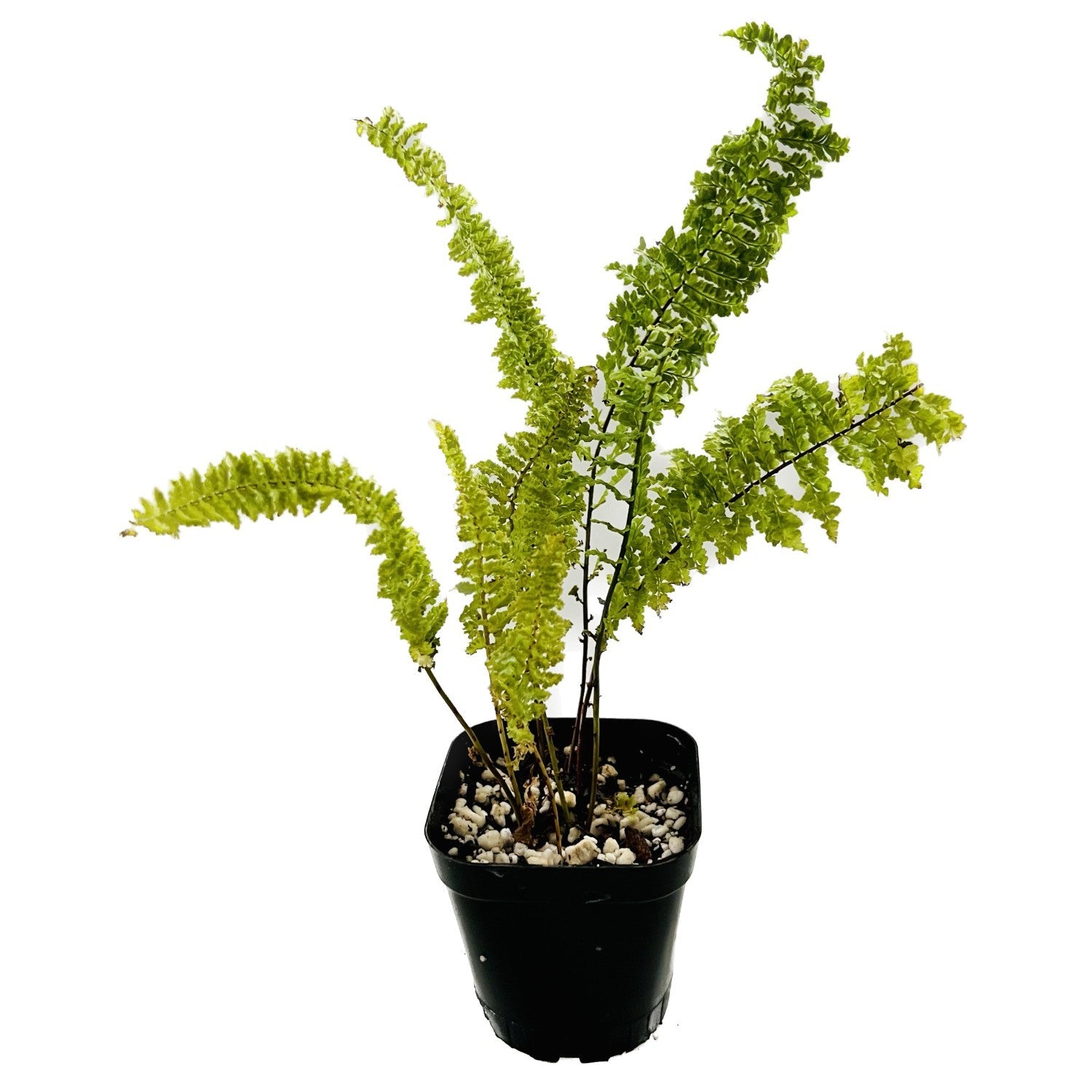 Cotton Candy Fern in 2" pot