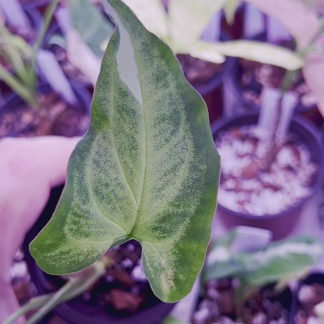 Syngonium Three Kings - Small