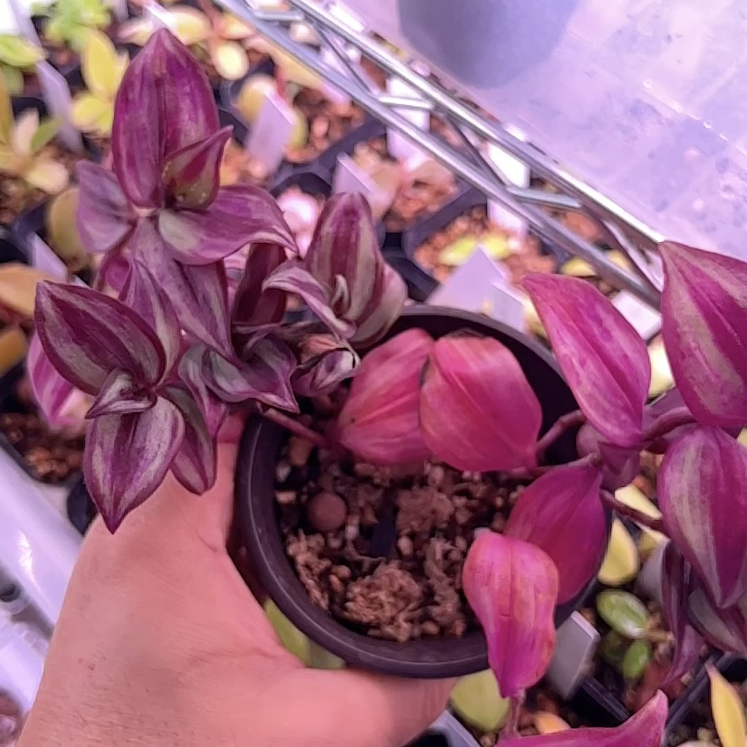 Silver Inch Plant - Small