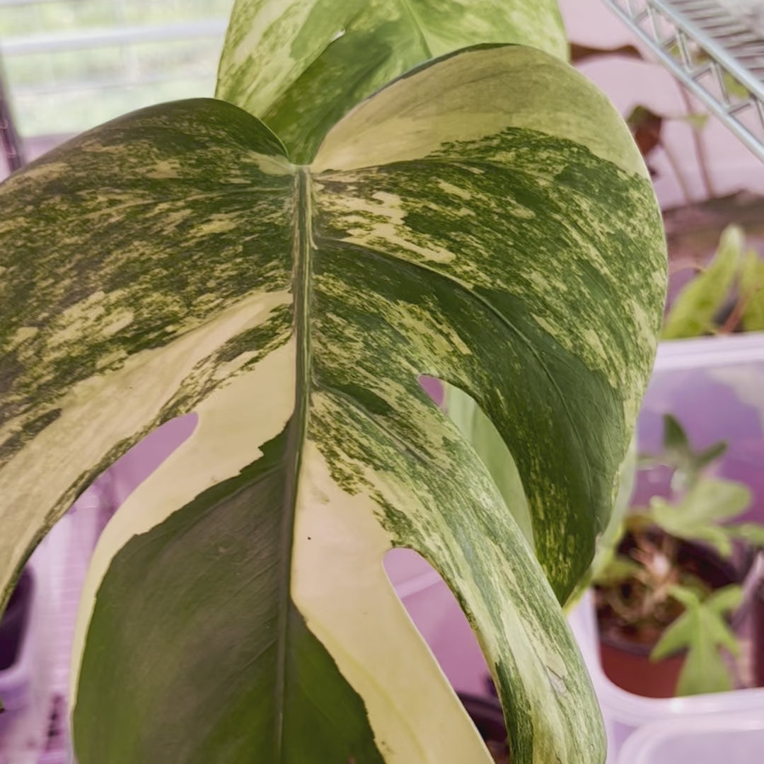 Monstera Deliciosa Aurea High Variegation - Medium