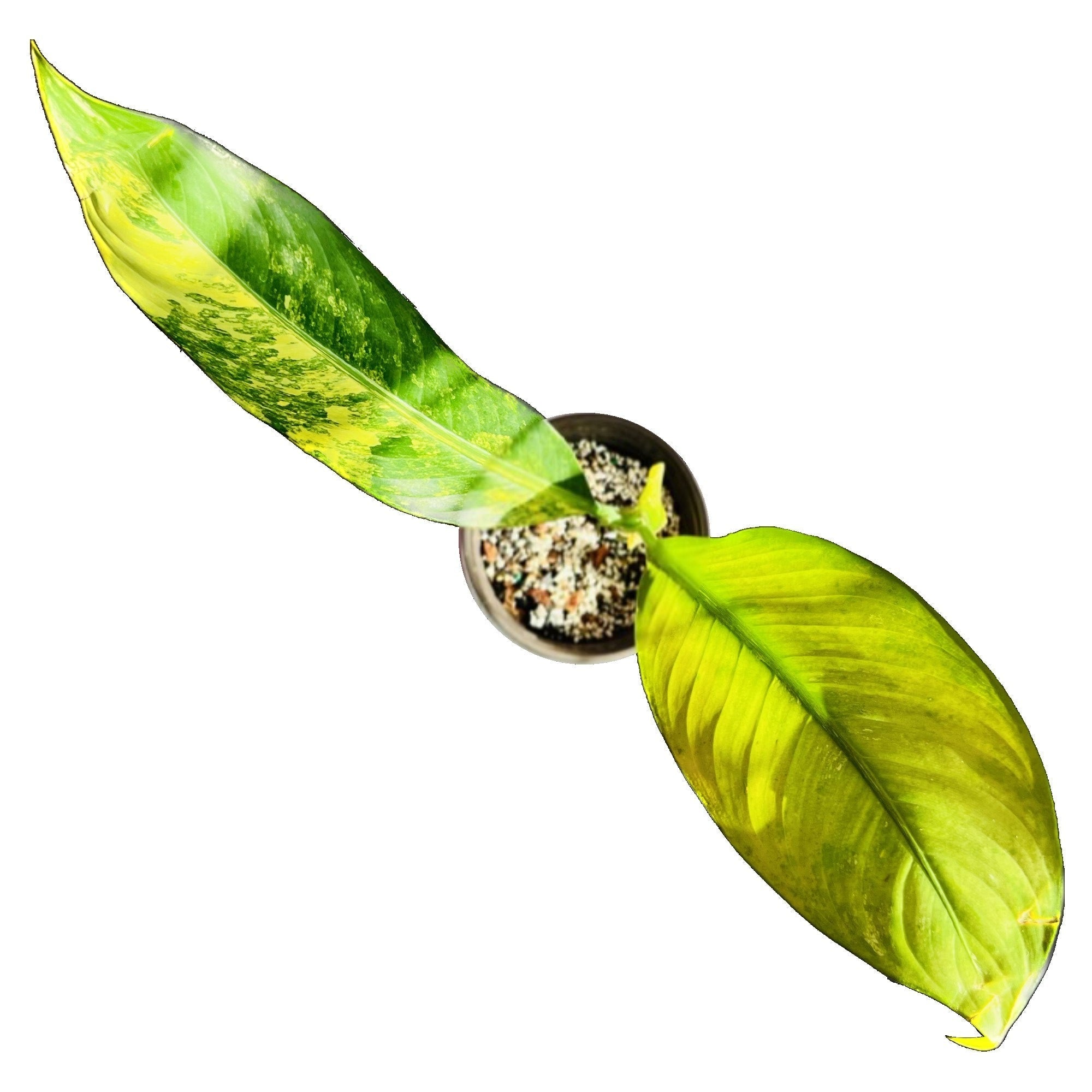 Dieffenbachia Daguensis Aurea in 6" pot