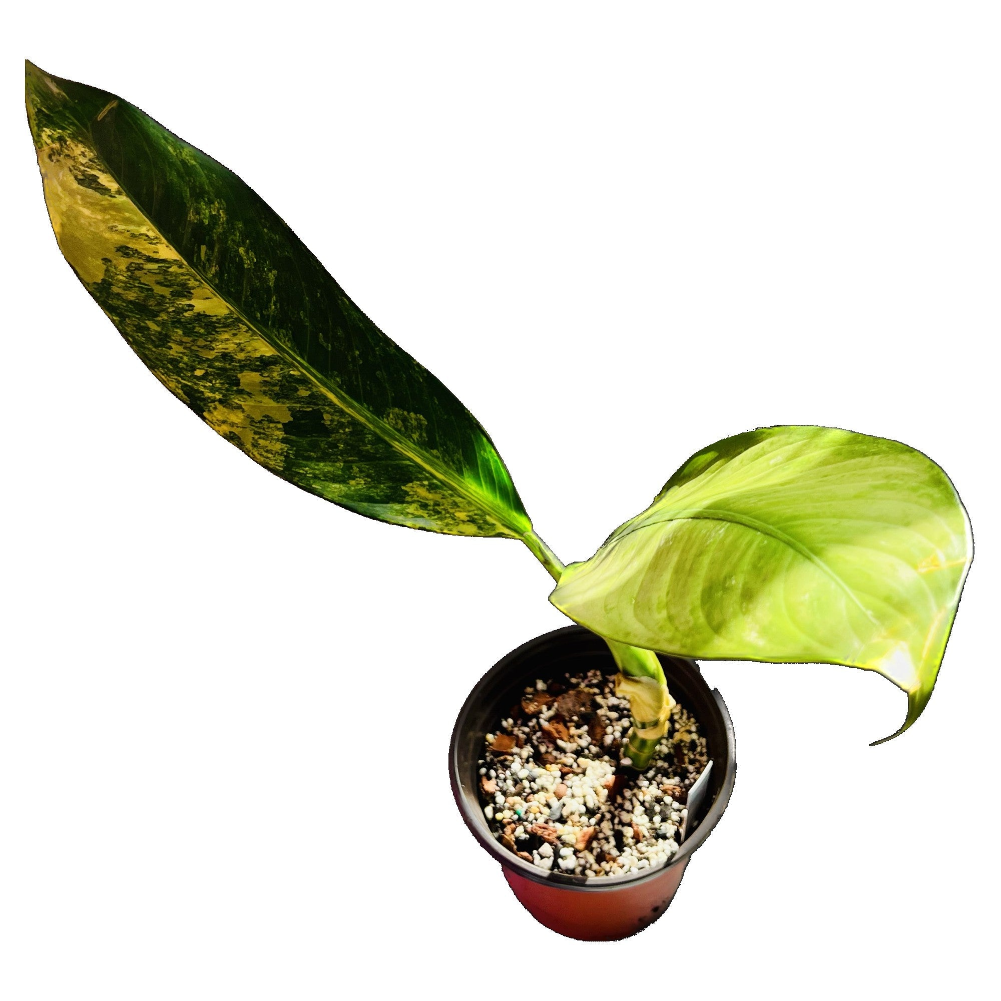 Dieffenbachia Daguensis Aurea in 6" pot