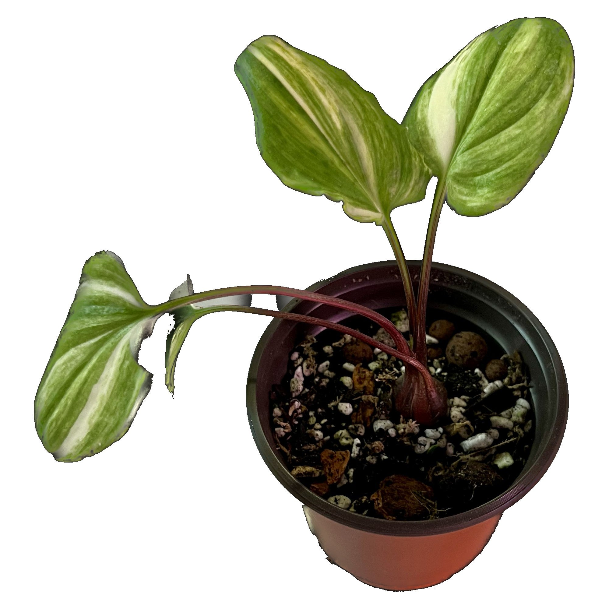 Drimiopsis Maculata Aurea in 4" pot