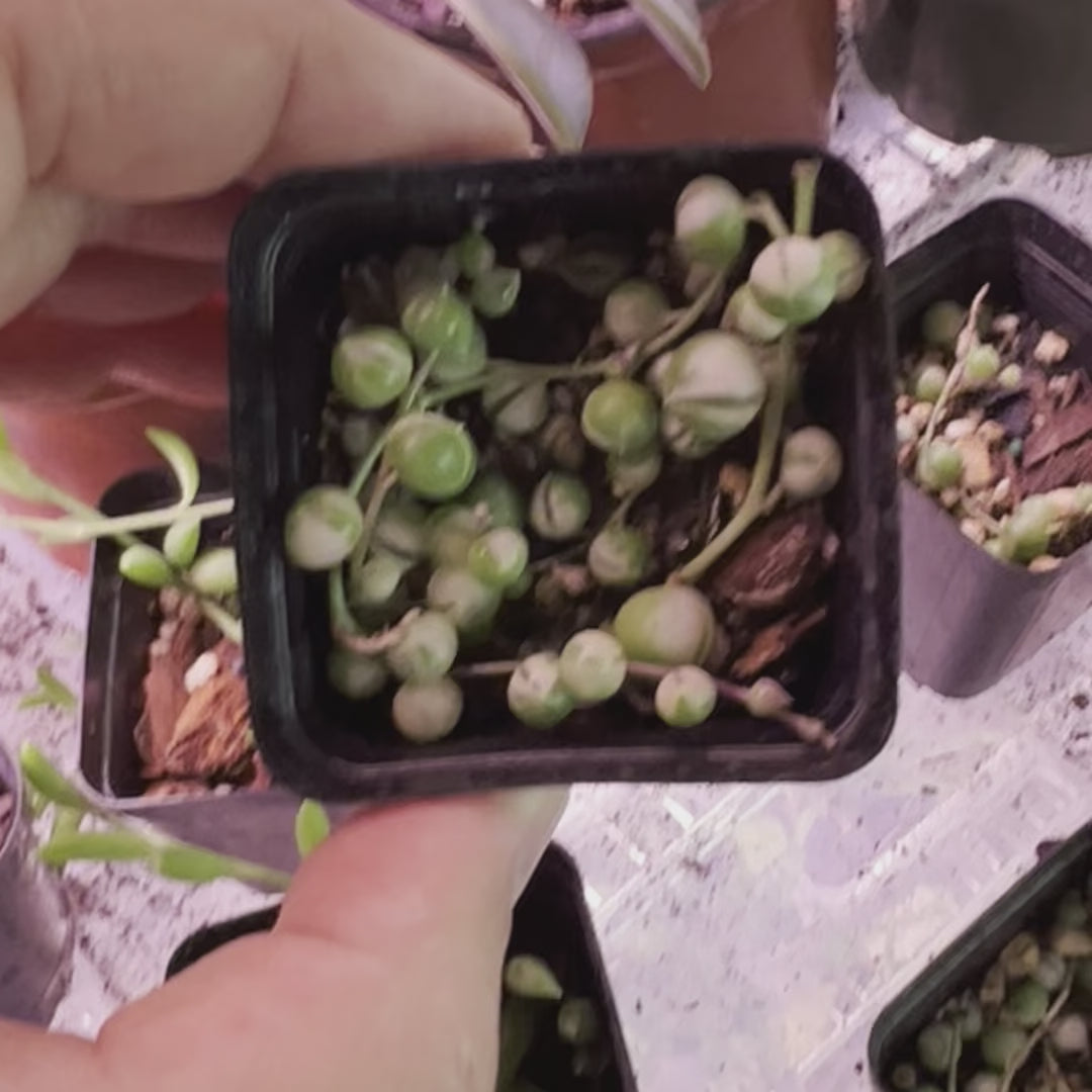 String Of Pearls Variegated - Starter