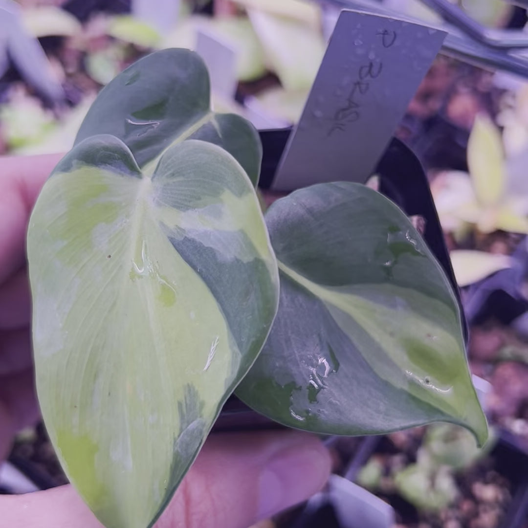 Philodendron Brasil - Starter