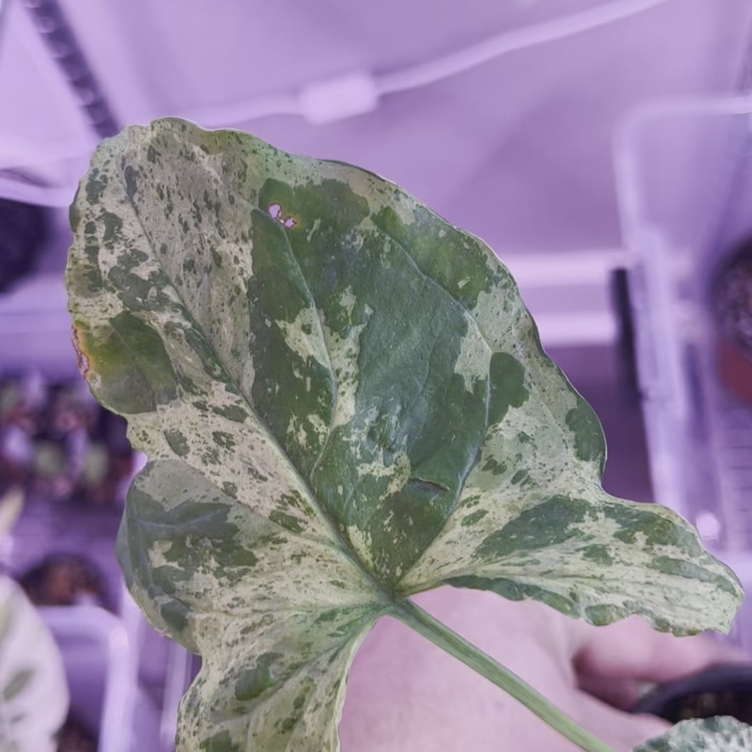 Syngonium Mojito - Small