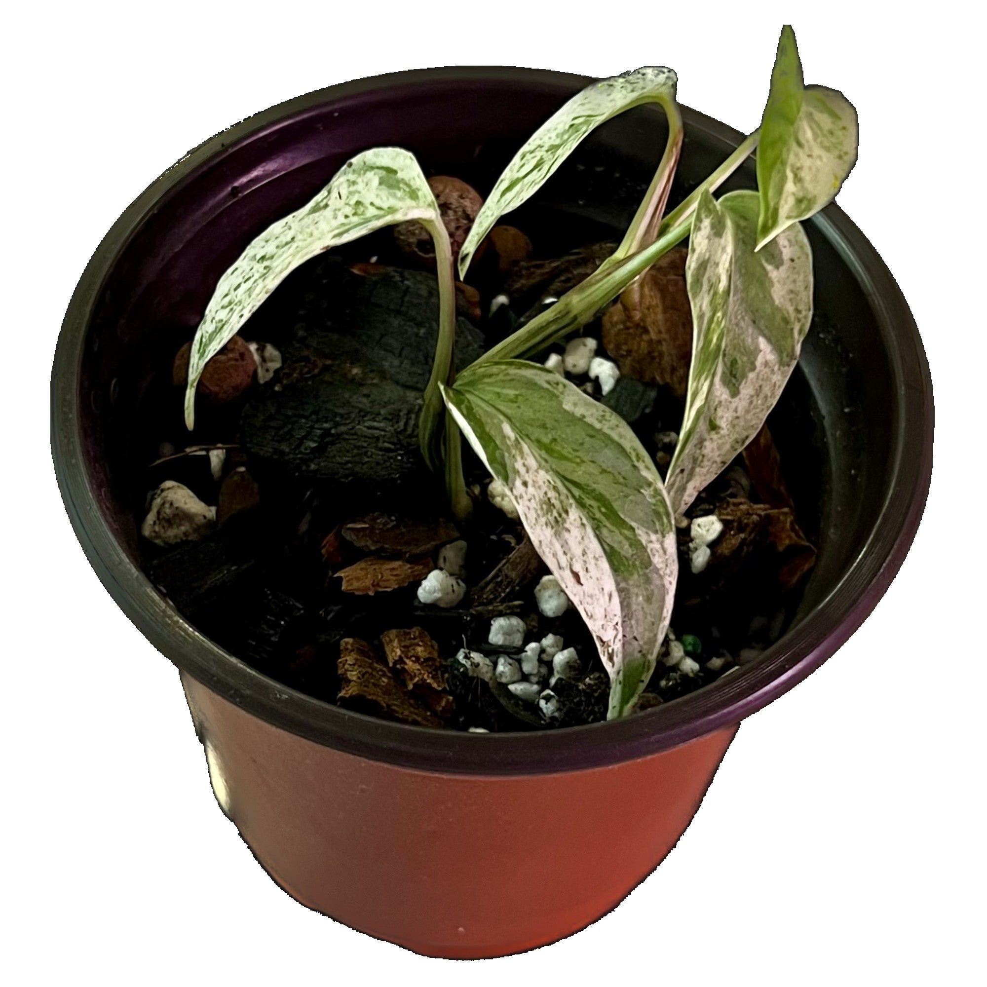 Epipremnum Bali Hanoman in 4" pot